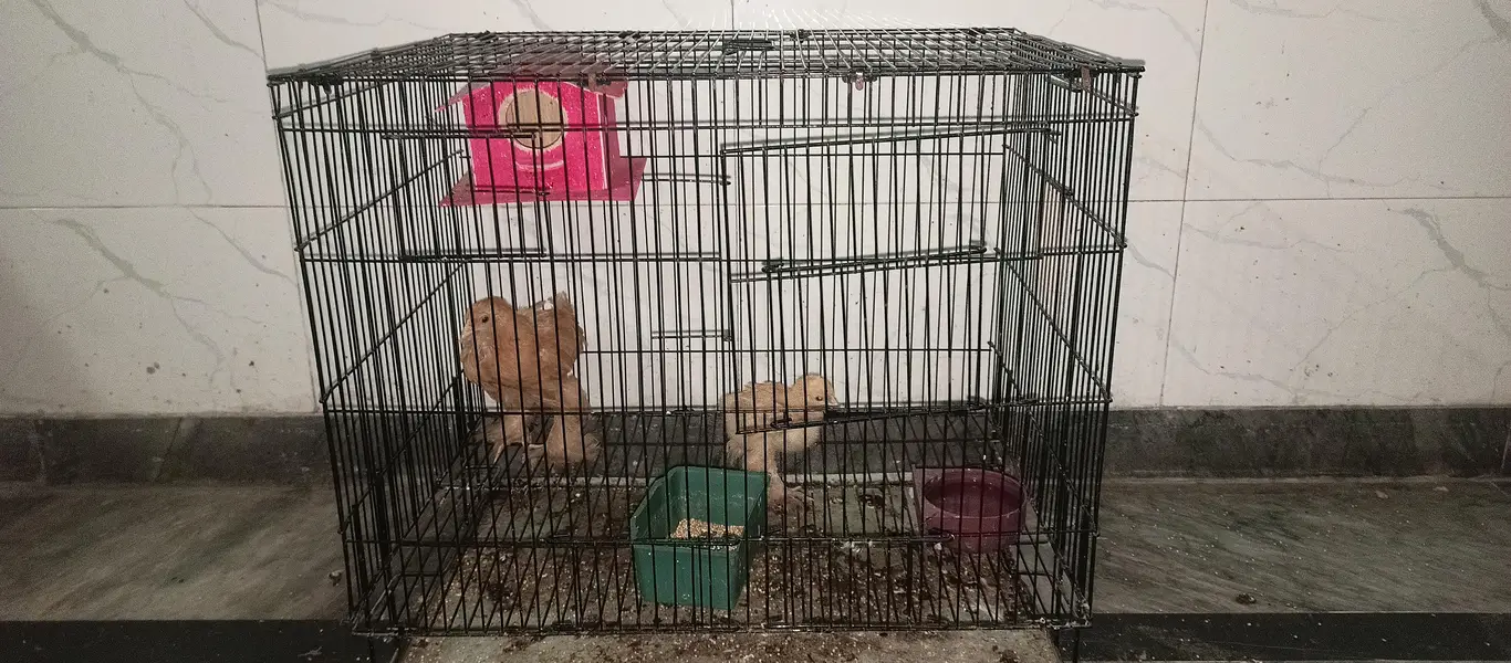ghar k paly huye farmi Desi or golden buff hen's chicks & roosters — photo 10