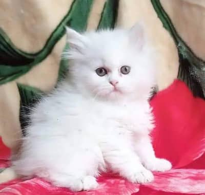 person cat for sale
