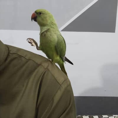fully hand tame parrot for sale