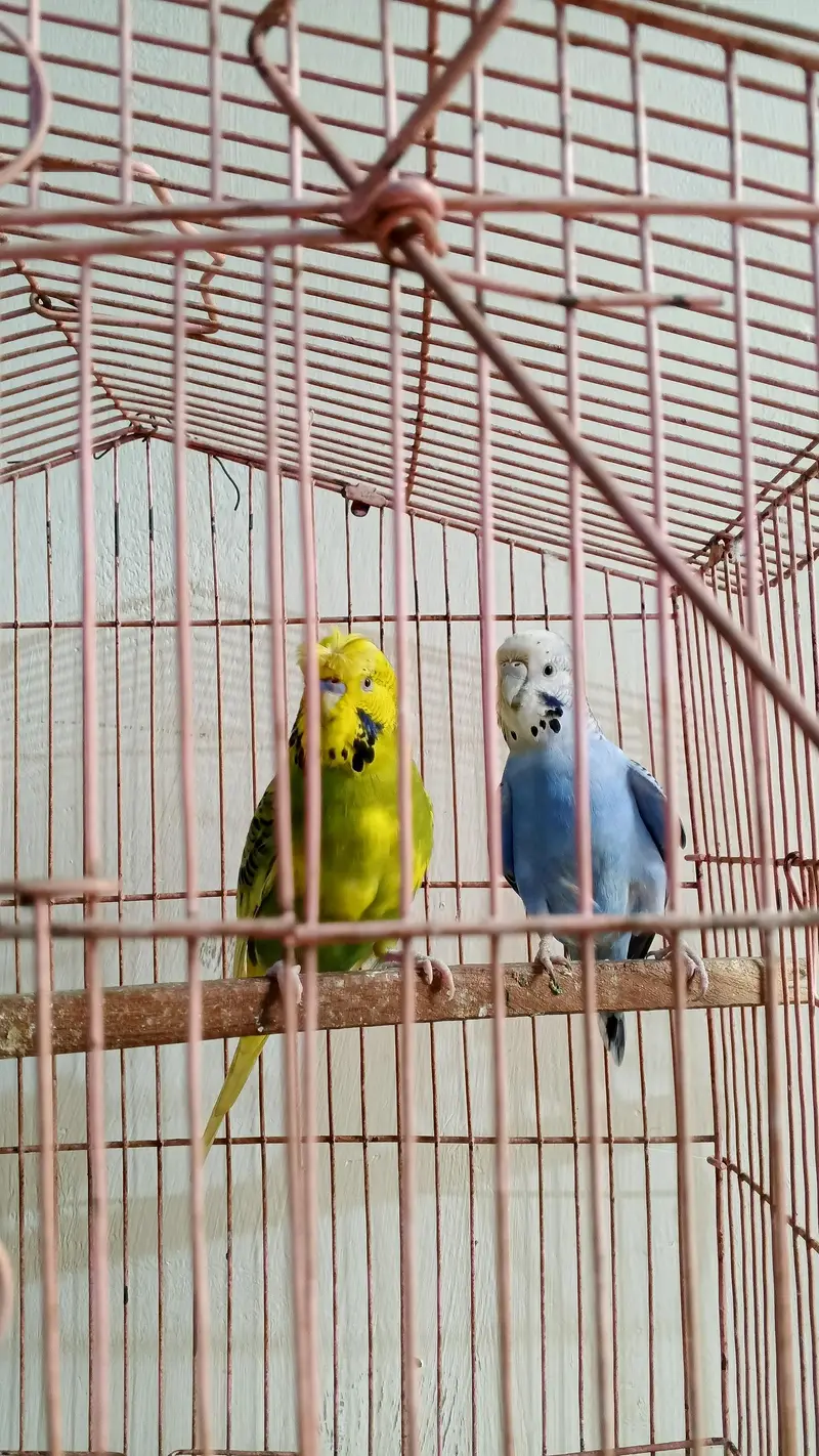 Cocktail and Australian birds — photo 2