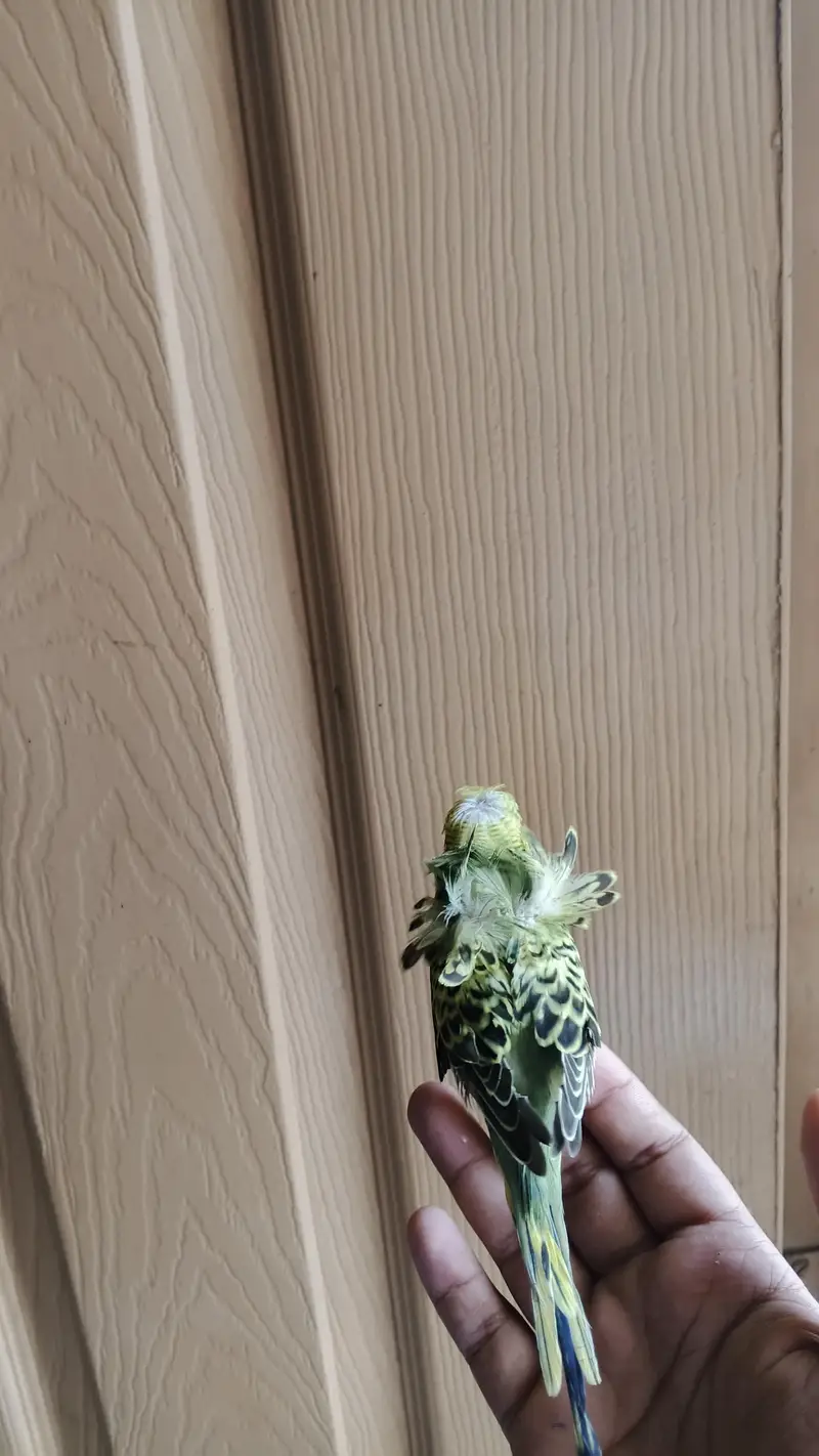 Cocktail and Australian birds — photo 3