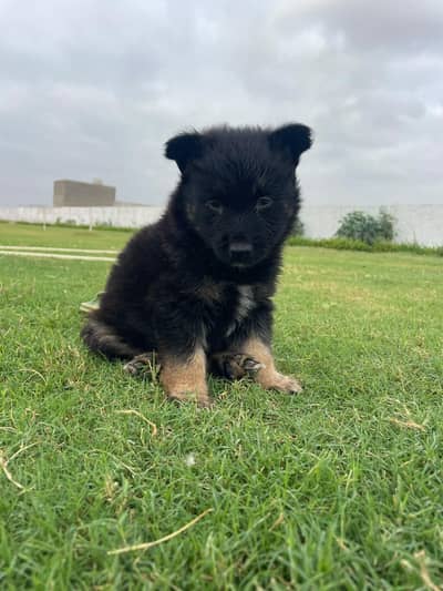 Puppies German shepherd