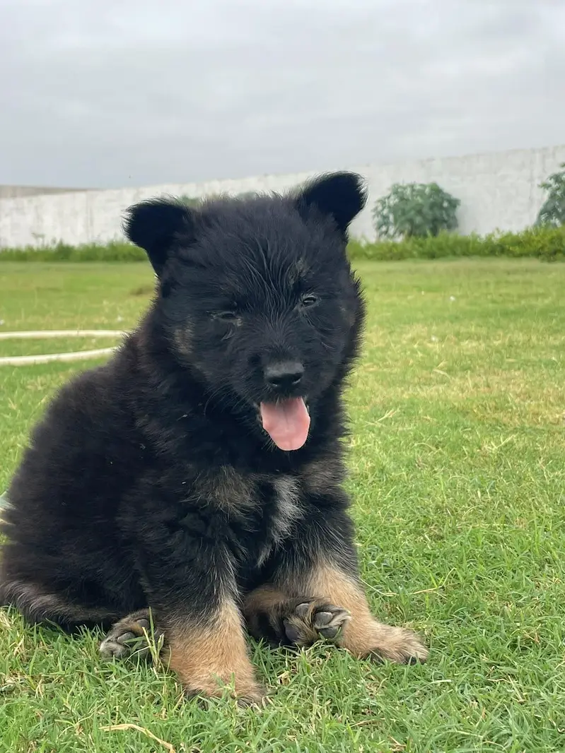 Puppies German shepherd — photo 2