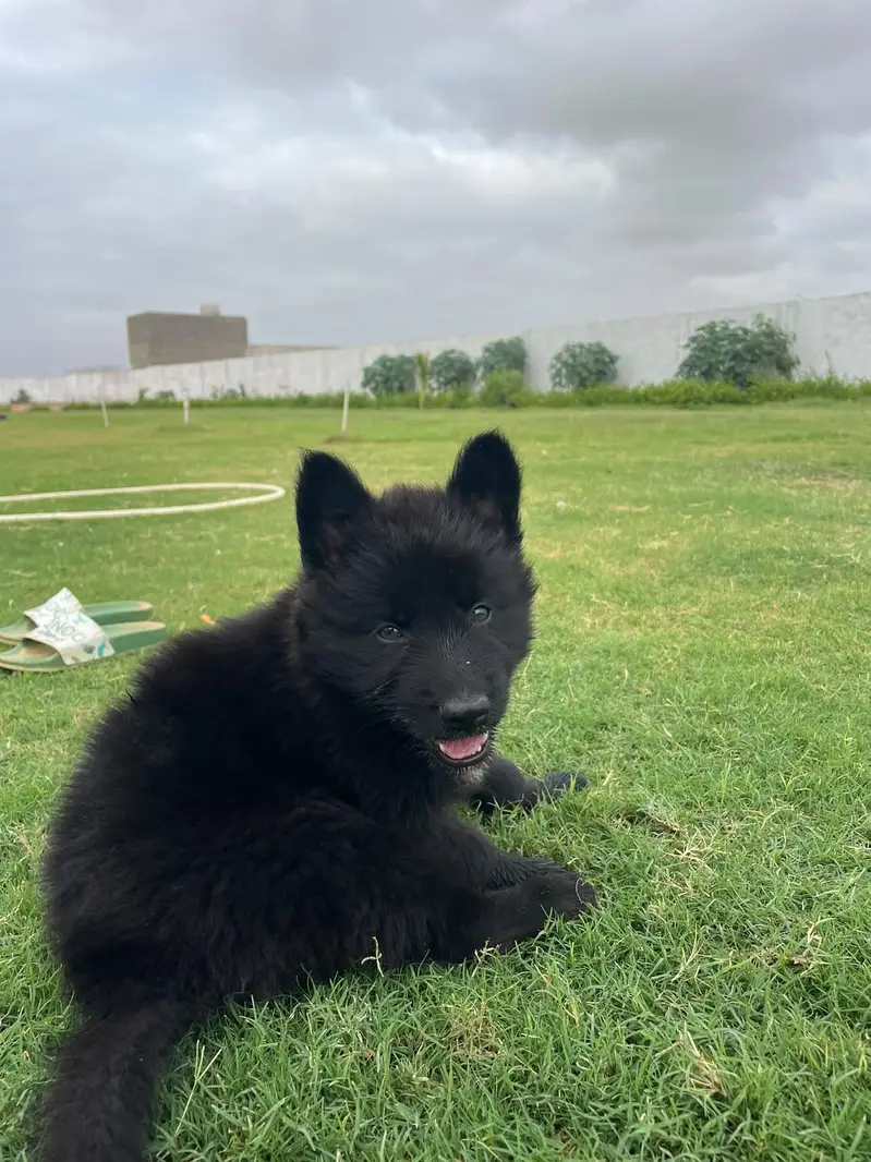 Puppies German shepherd — photo 3