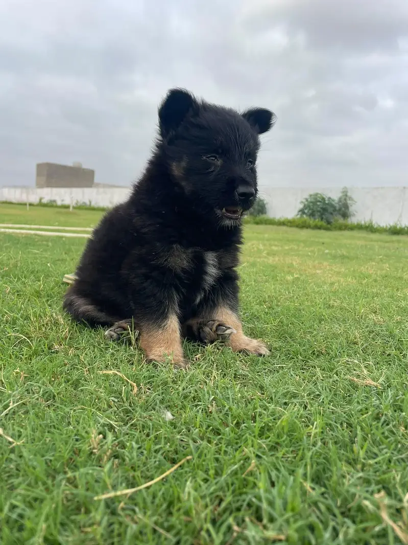 Puppies German shepherd — photo 4