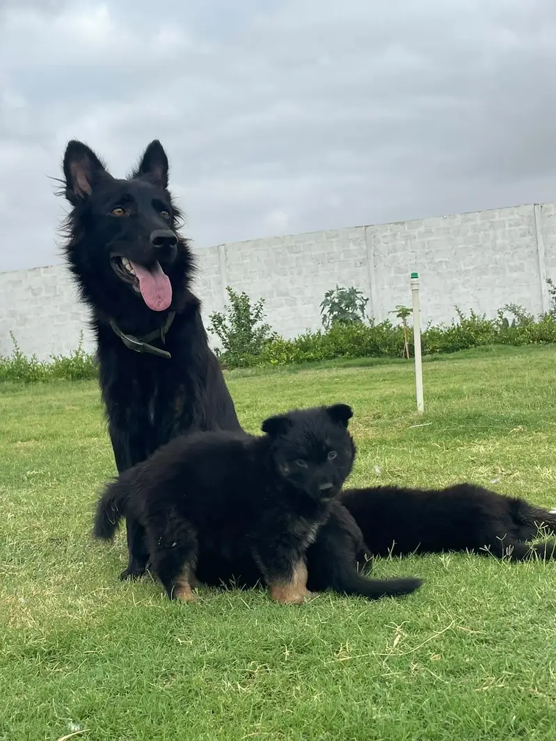 Puppies German shepherd — photo 5