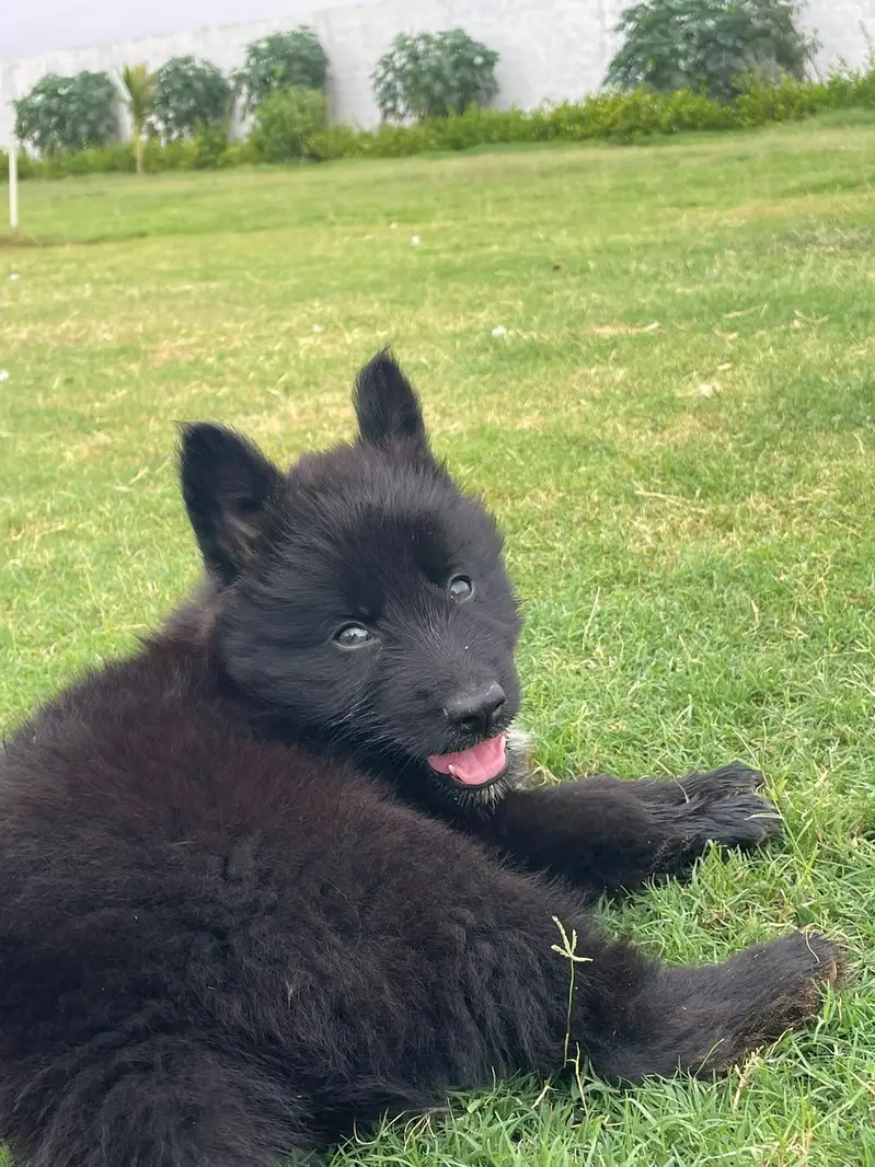 Puppies German shepherd — photo 6
