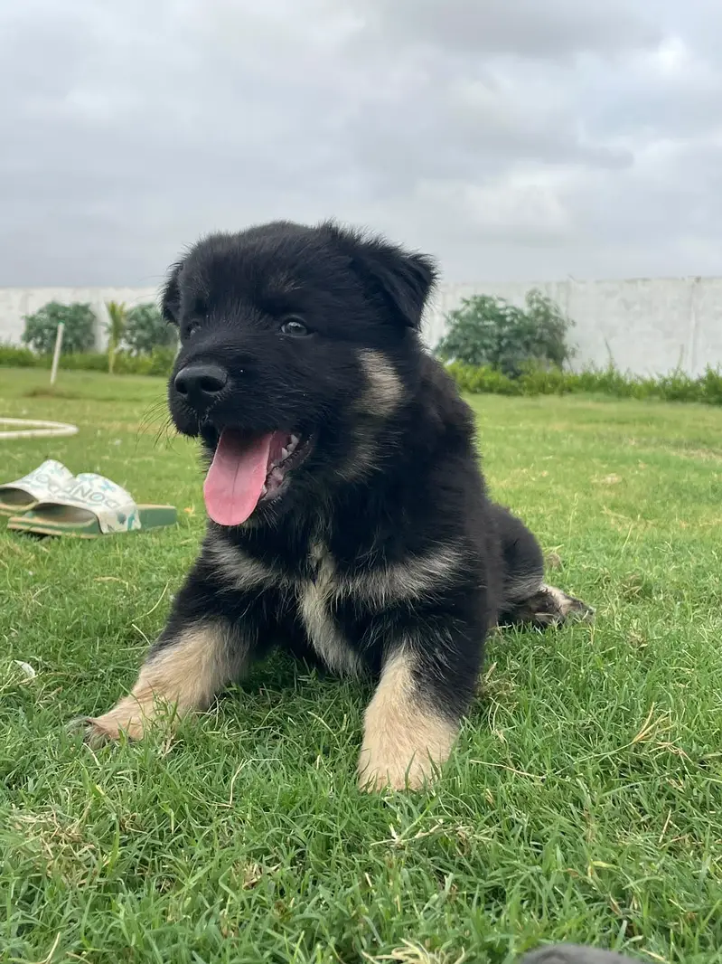 Puppies German shepherd — photo 8