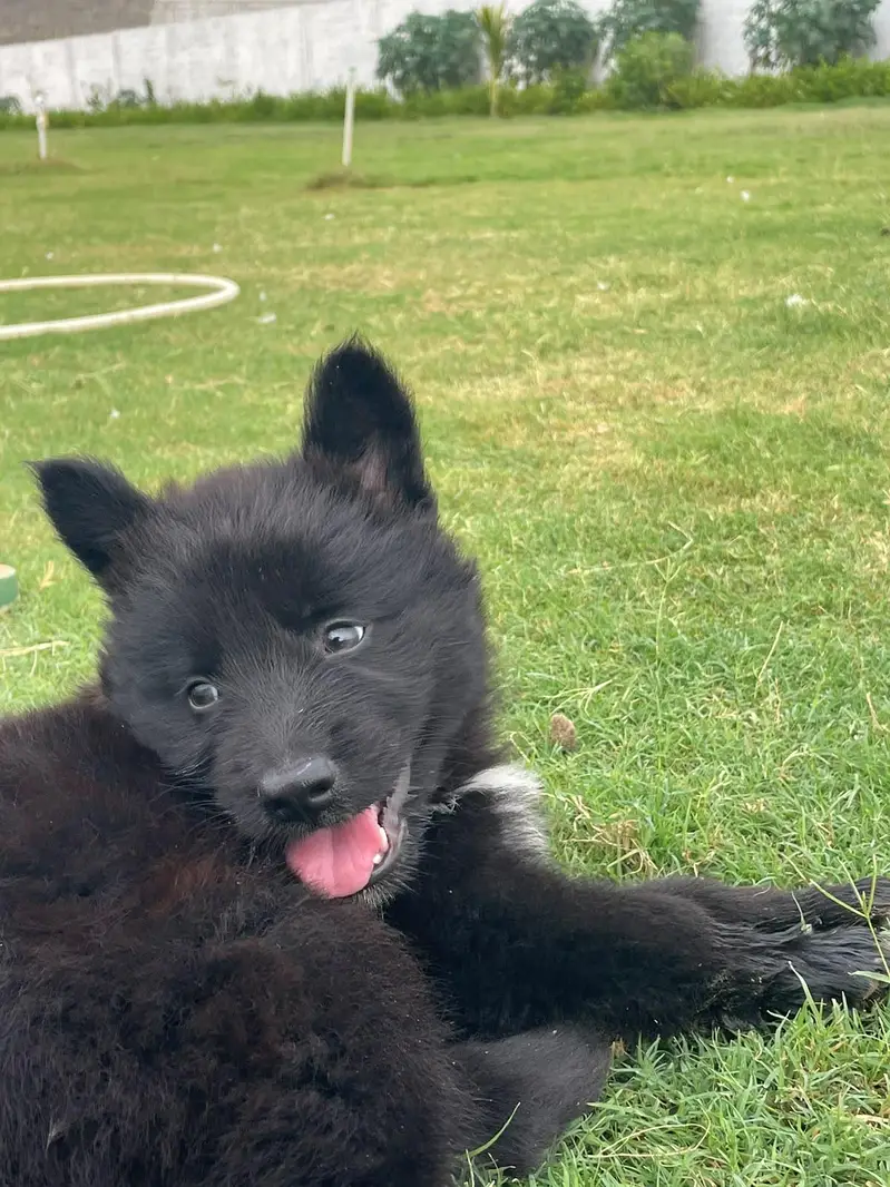 Puppies German shepherd — photo 9