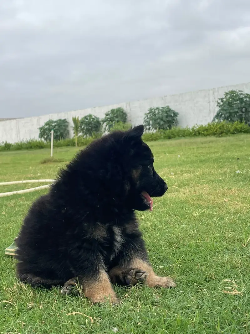 Puppies German shepherd — photo 10