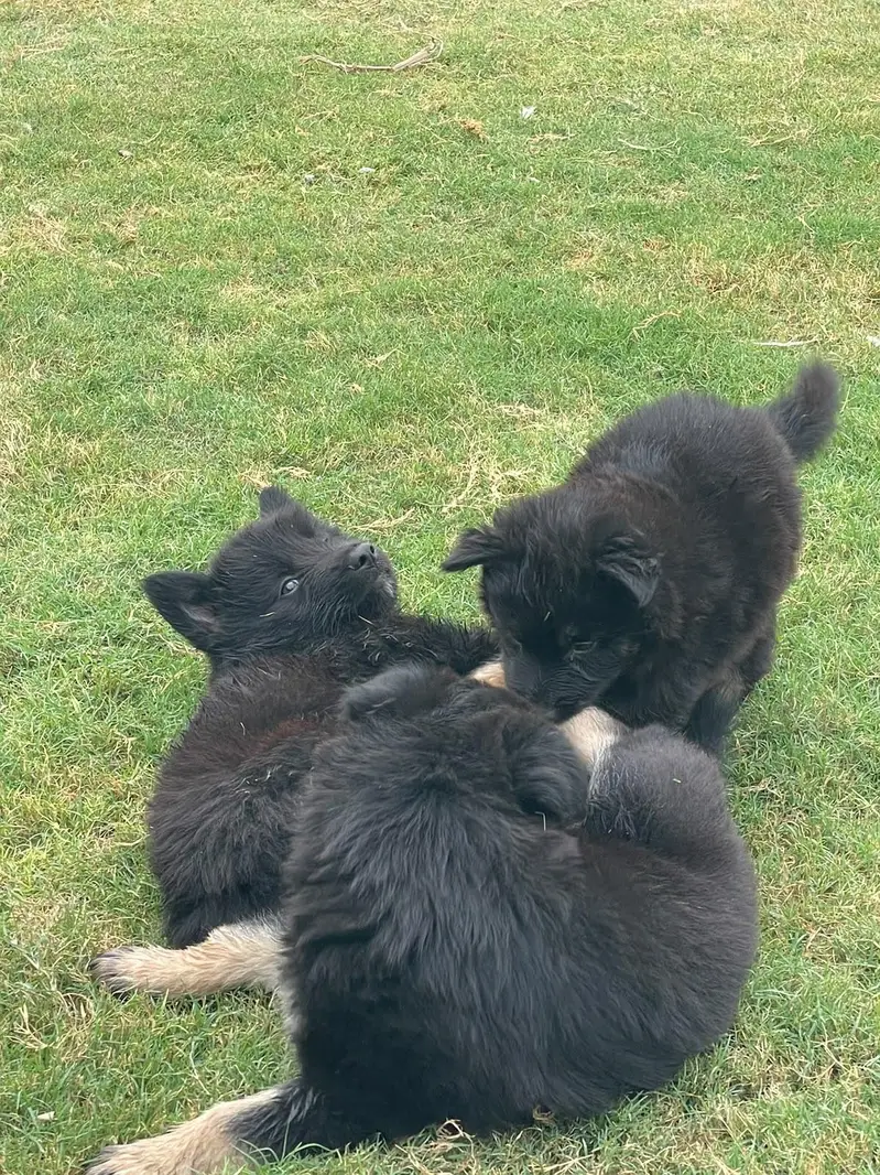 Puppies German shepherd — photo 11