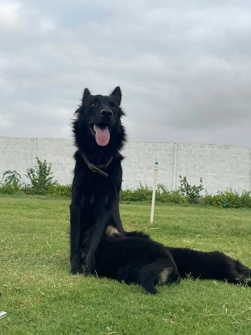 Puppies German shepherd — photo 12