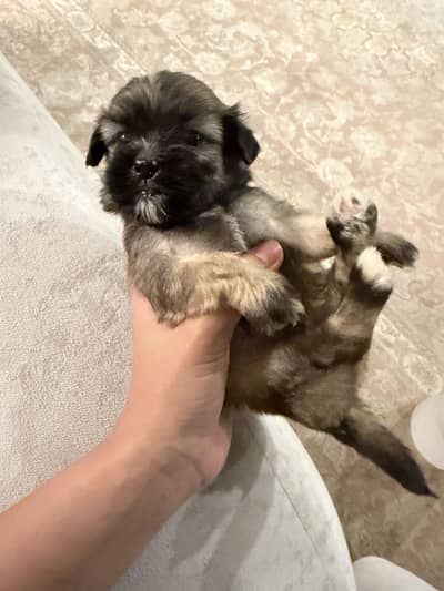 Puppies available