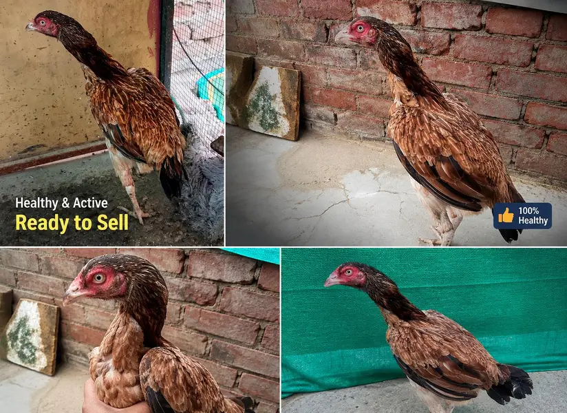 Aseel  Murghi For Sale — photo 2