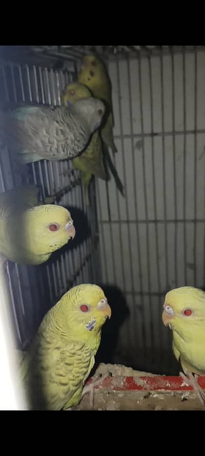 Budgree