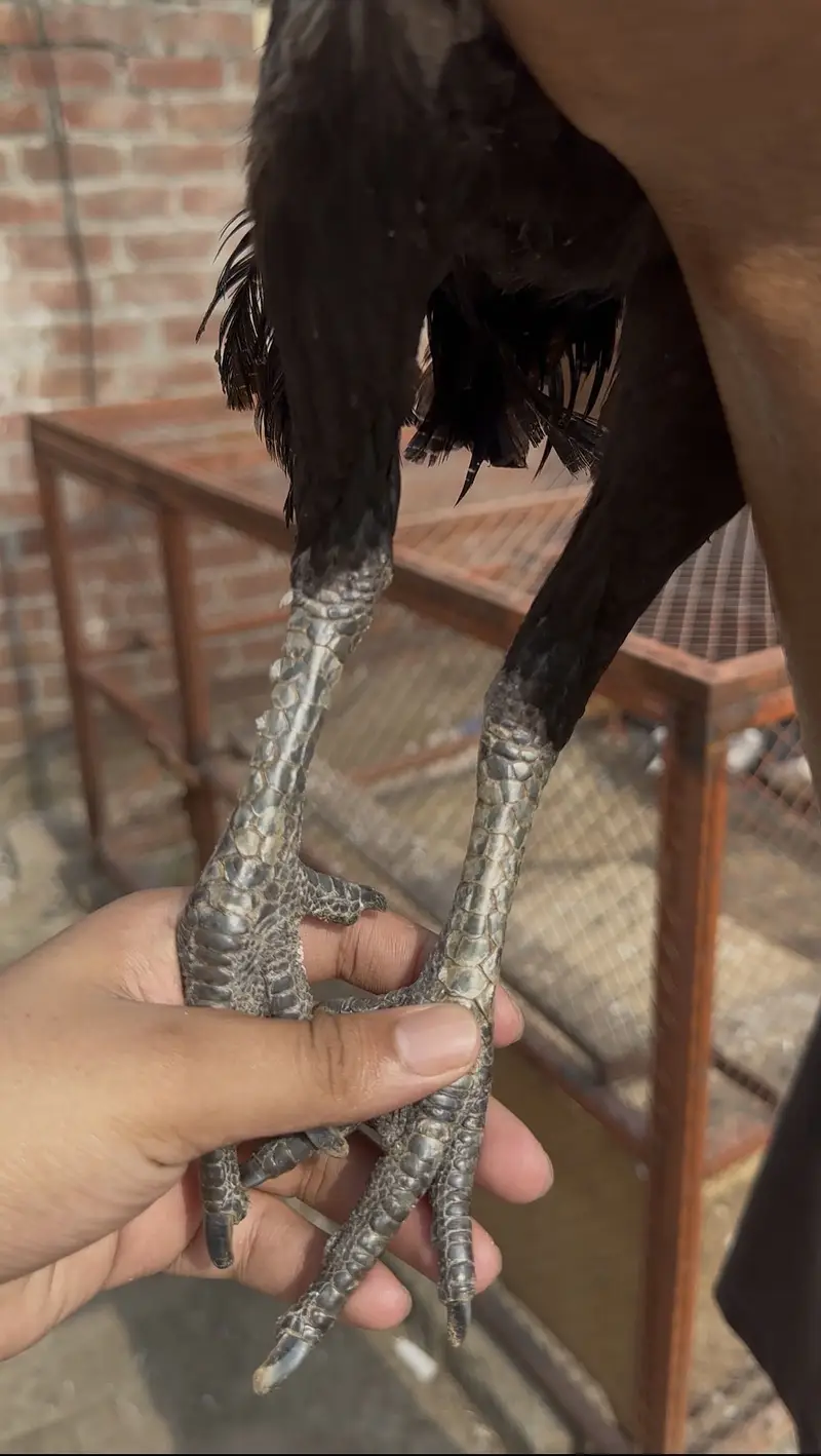 Aseel dragon — photo 2