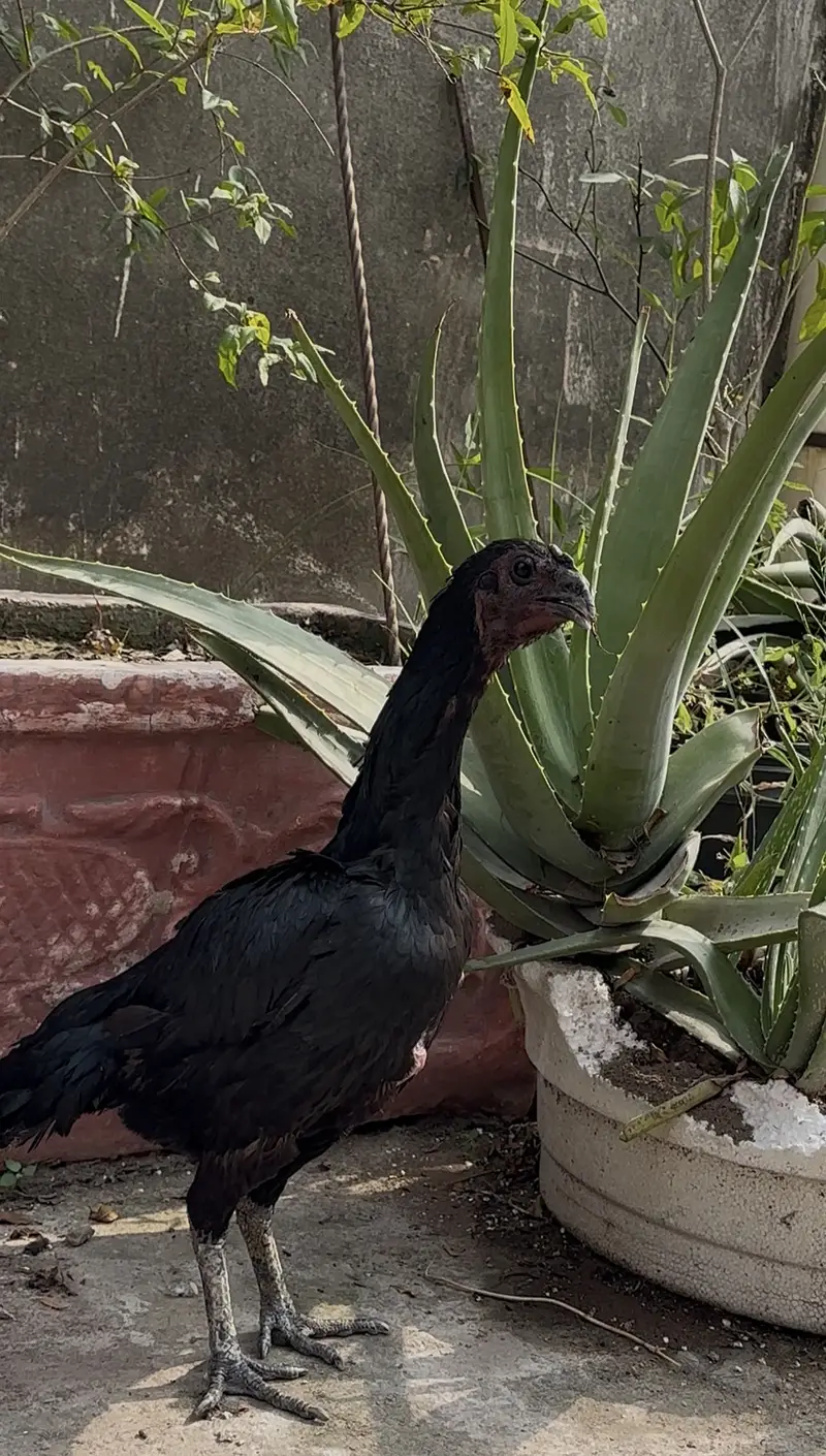 Aseel dragon — photo 3