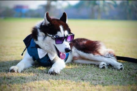 Siberian husky top quality healthy and friendly
