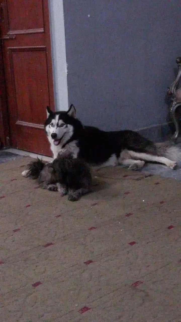 Siberian husky top quality healthy and friendly — photo 2