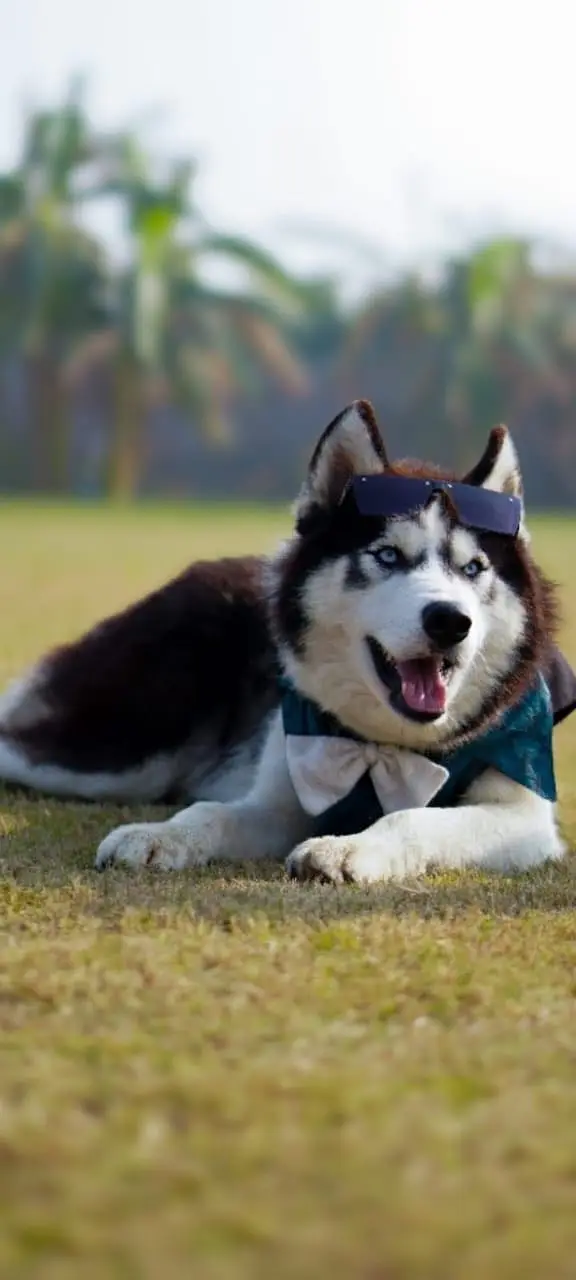 Siberian husky top quality healthy and friendly — photo 3