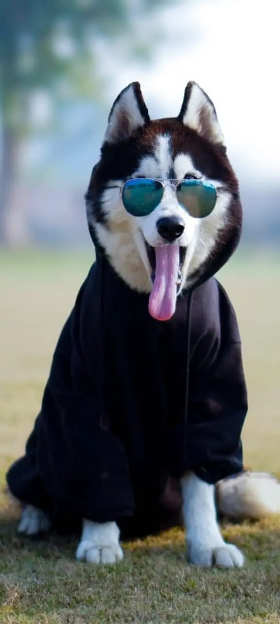 Siberian husky top quality healthy and friendly — photo 4