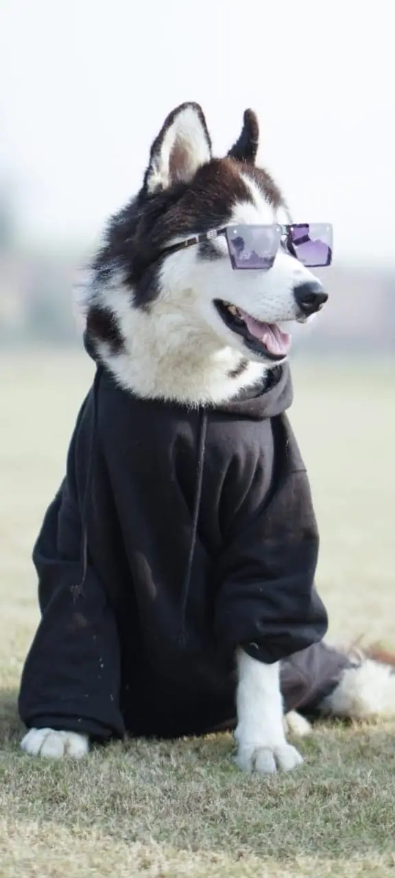 Siberian husky top quality healthy and friendly — photo 5