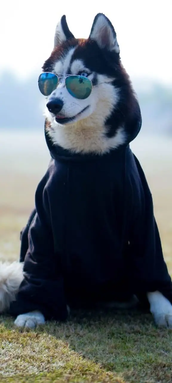 Siberian husky top quality healthy and friendly — photo 6