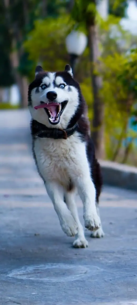 Siberian husky top quality healthy and friendly — photo 7