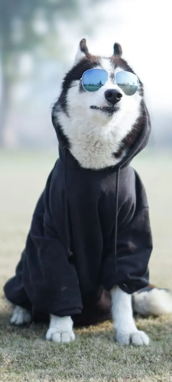 Siberian husky top quality healthy and friendly — photo 8