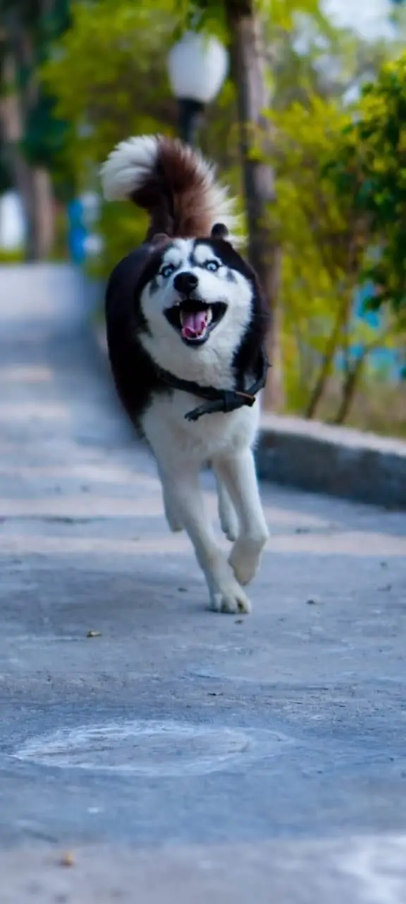 Siberian husky top quality healthy and friendly — photo 9