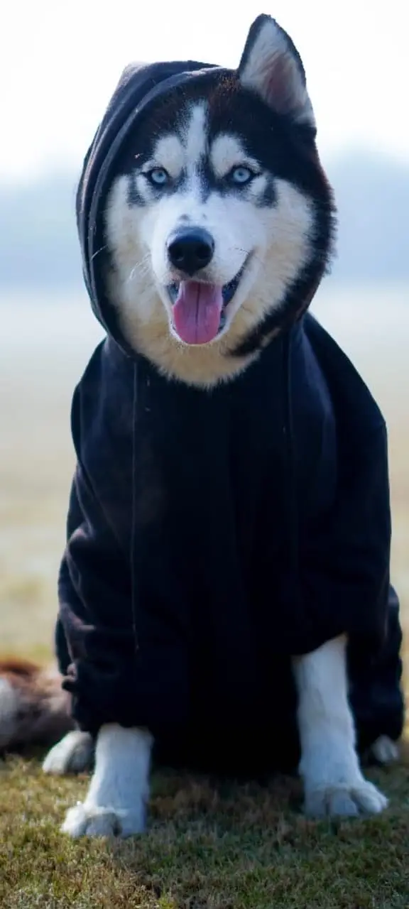 Siberian husky top quality healthy and friendly — photo 10