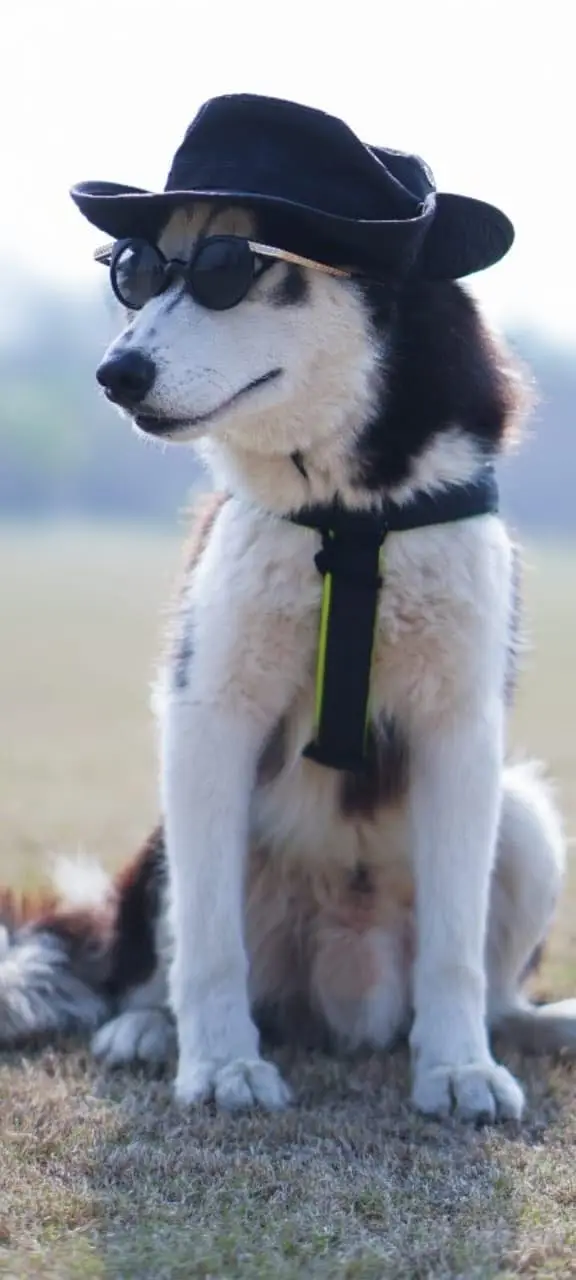 Siberian husky top quality healthy and friendly — photo 12
