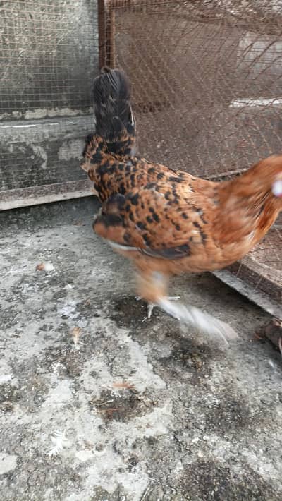 adult hens