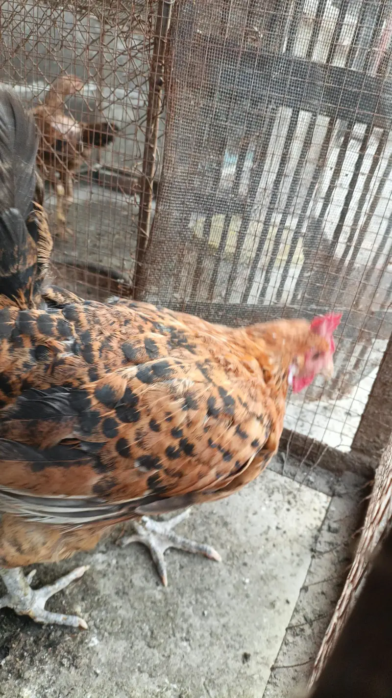 adult hens — photo 2
