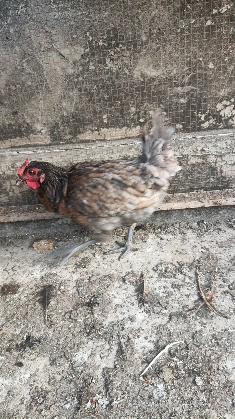 adult hens — photo 3