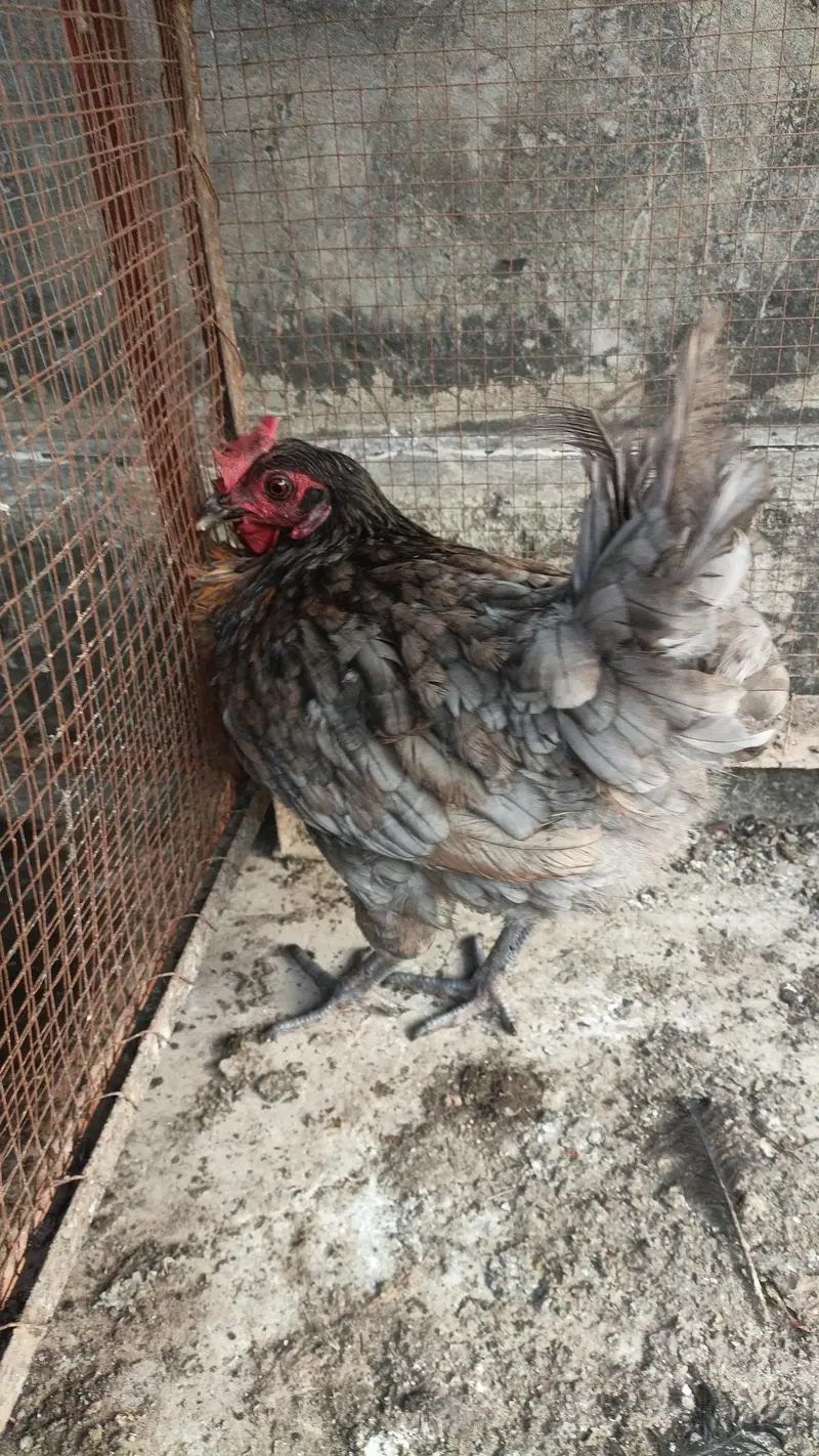 adult hens — photo 4
