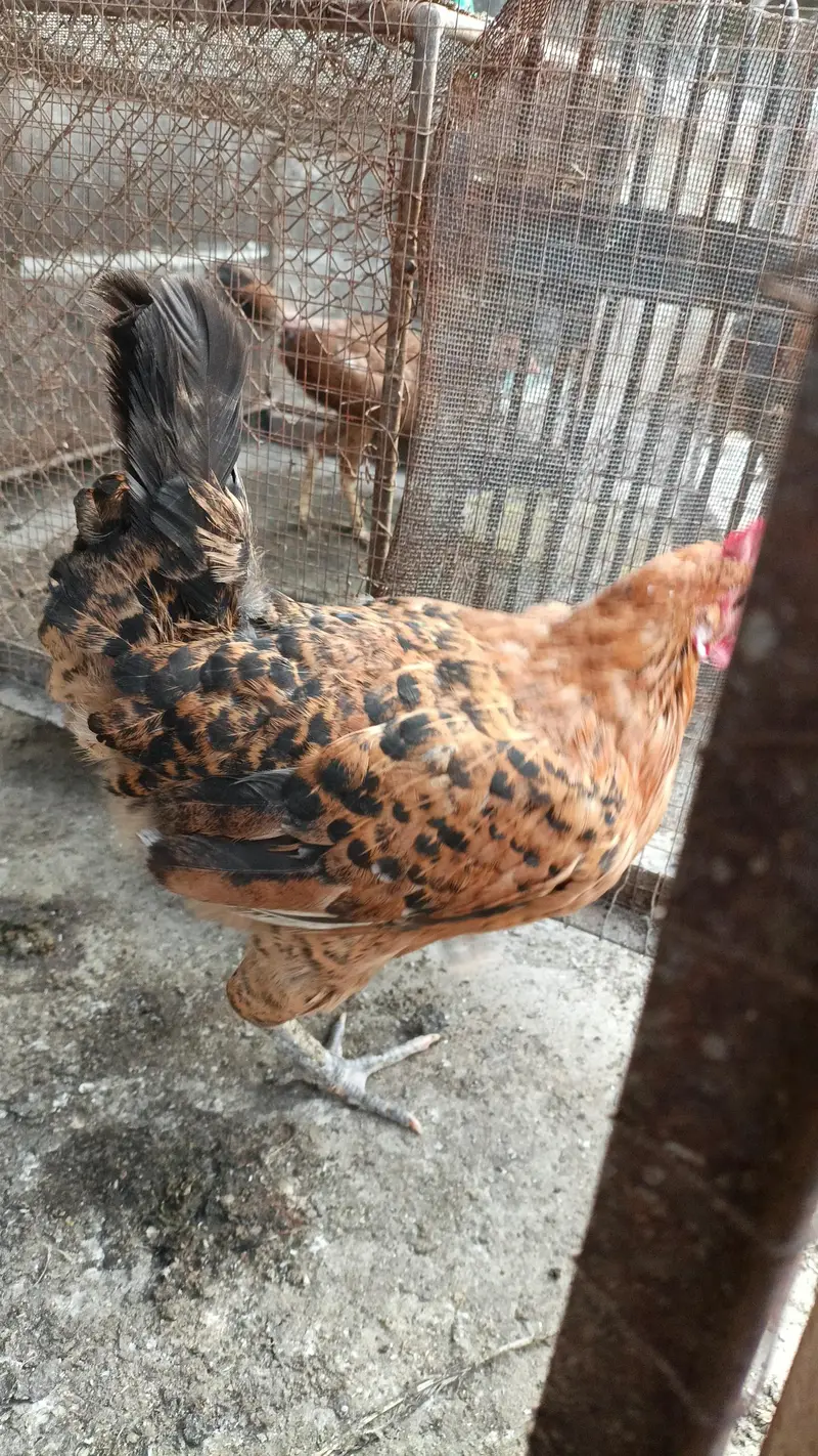 adult hens — photo 5