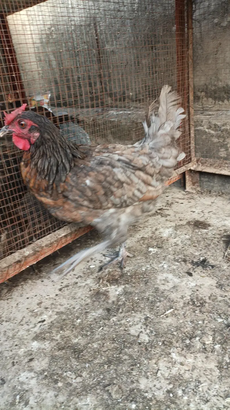 adult hens — photo 6