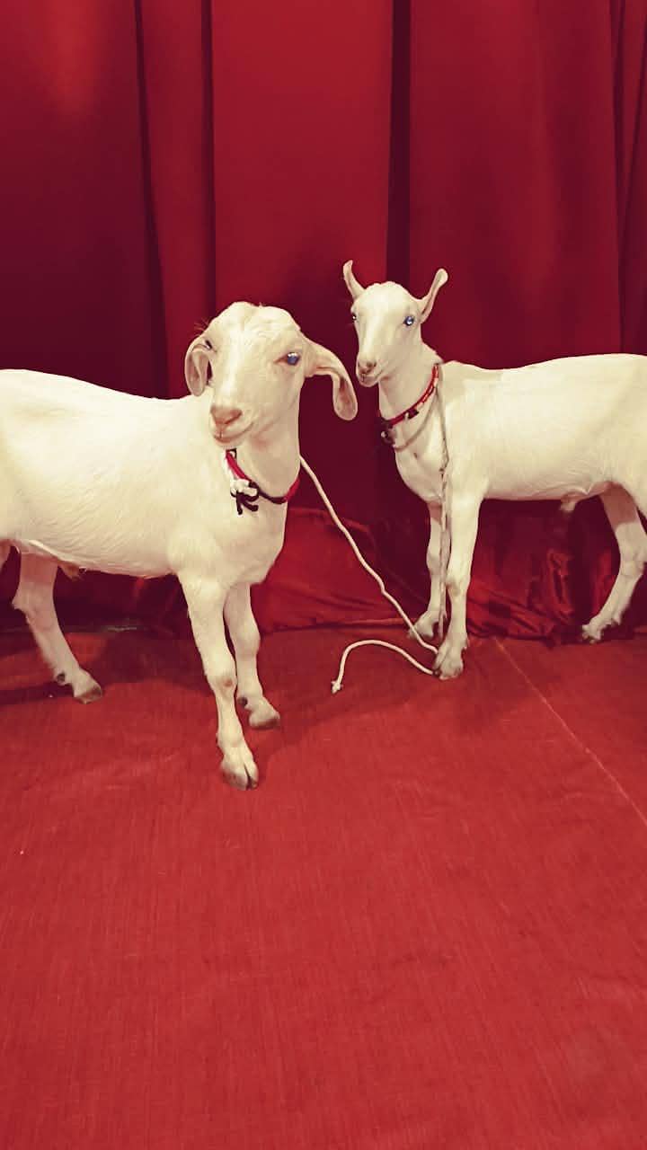 tady Bakra pair 0