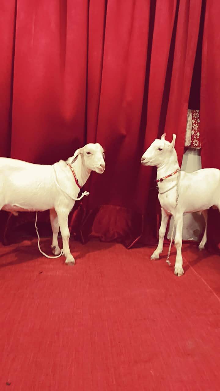 tady Bakra pair 1