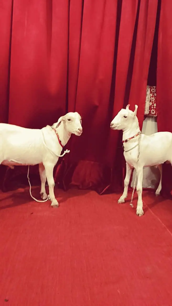 tady Bakra pair — photo 2