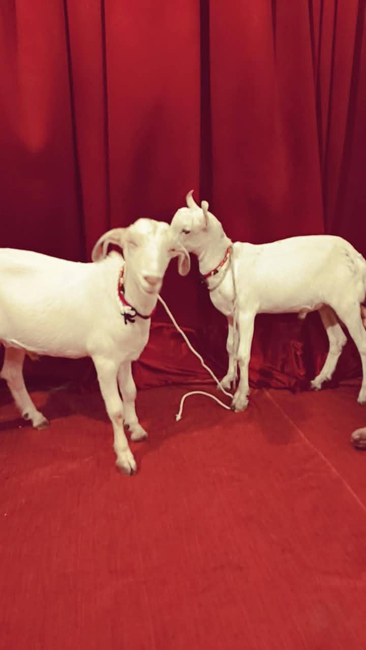tady Bakra pair 2