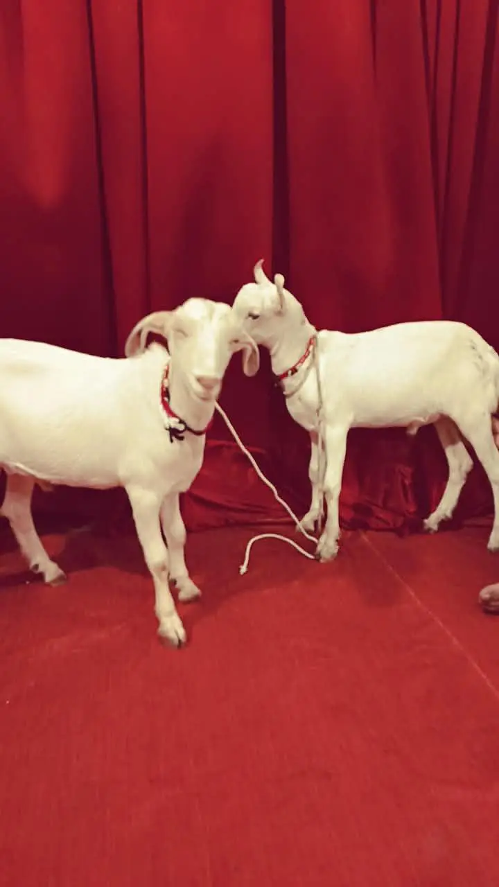 tady Bakra pair — photo 3