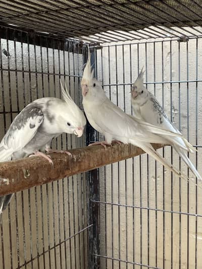 Breader pairs all birds