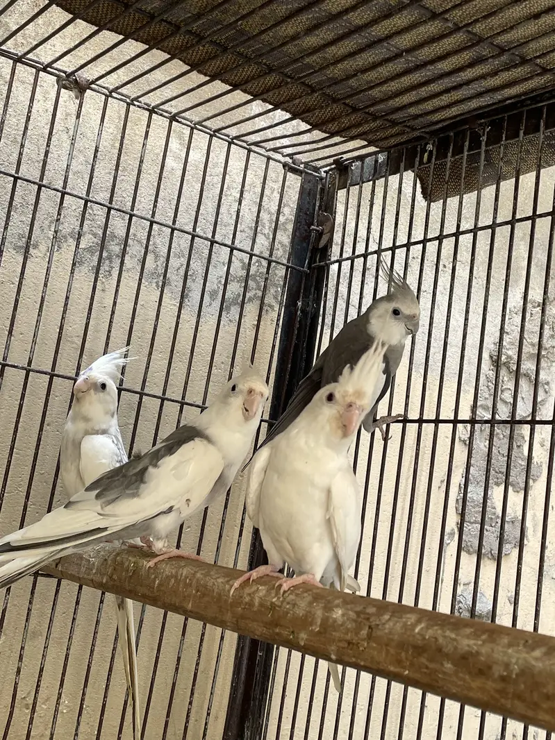 Breader pairs all birds — photo 2