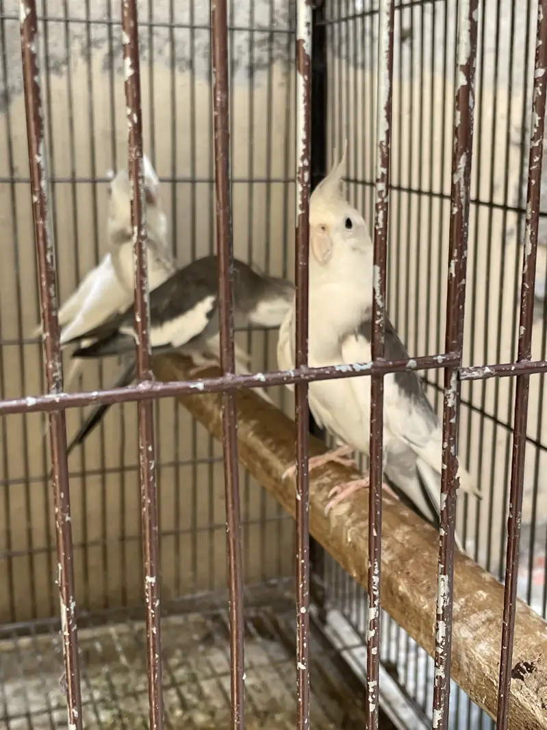 Breader pairs all birds — photo 3