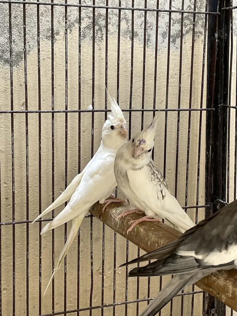 Breader pairs all birds — photo 4