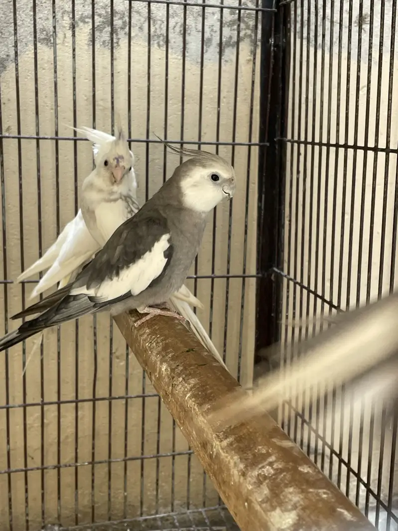 Breader pairs all birds — photo 5