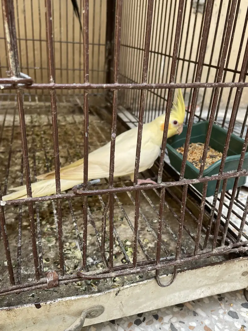 Breader pairs all birds — photo 6