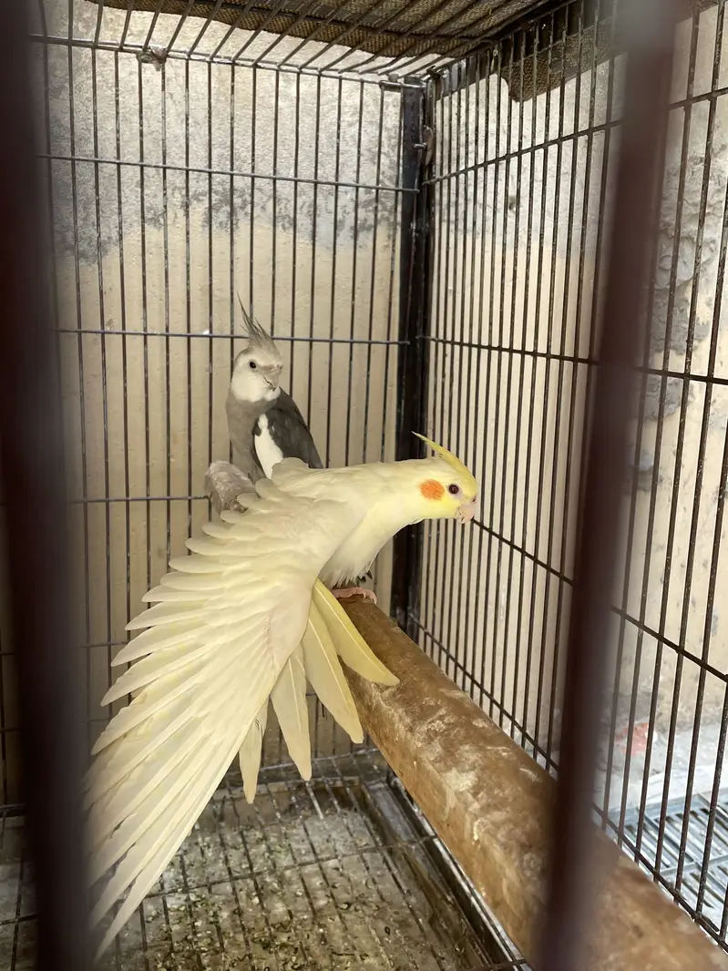Breader pairs all birds — photo 7